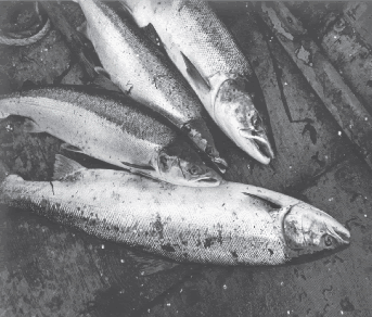 Scottish Wild Salmon Company - Usan Salmon fisheries